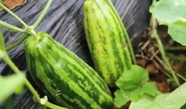 吃瓜有些什么瓜,各式瓜果大集合