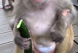 猴子吃瓜玩法,解锁猴子吃瓜的欢乐冒险之旅