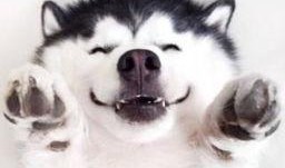 红脸吃瓜群众视频,揭秘网络热点的背后真相