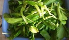 经常吃吊瓜好吗,养生益寿的天然良药