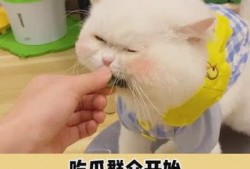 开始按头了吃瓜,揭秘网络热词背后的趣味与思考