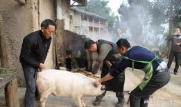 杀猪吃瓜,揭秘农村生活的酸甜苦辣