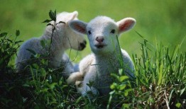 吃瓜羊崽账号,网络红人的崛起之路