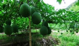 吊瓜煮着吃,探寻乡村美食的独特魅力