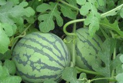 瓜尖孕妇可以吃吗,安全与营养两不误