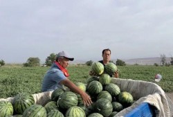 吃瓜关山,揭秘娱乐圈背后的故事