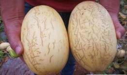 新疆丑瓜如何吃,新疆丑瓜的多彩食法探索