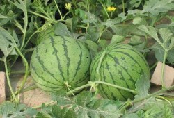 临海吃瓜后续事件,后续风波再起，真相逐渐浮出水面