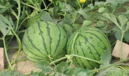 临海吃瓜后续事件,后续风波再起，真相逐渐浮出水面