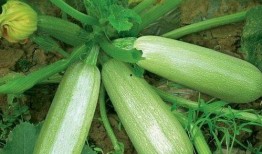 茭瓜单独怎么吃