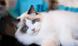 布偶猫吃瓜围观,萌宠视角下的趣味生活瞬间