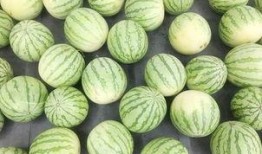 吃瓜视频真实吗,真实与虚构的边界