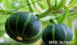 胃吐了可以吃贝贝瓜