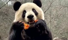 熊猫头吃瓜看戏,揭秘娱乐圈幕后风云