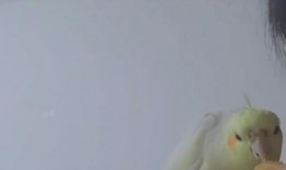 小黄鸡 吃瓜,揭秘瓜界趣闻