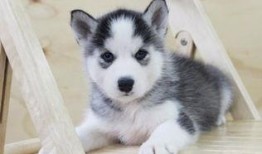 哈士奇吃瓜小幸福,小幸福生活大揭秘