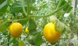 吃伊丽莎白瓜嘴巴发麻,小心嘴巴发麻的奇妙体验