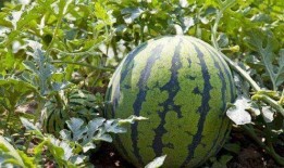 江南新城揭阳吃瓜,探寻美食瓜子的风味之旅