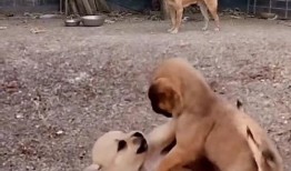 带你吃瓜狗子吵架