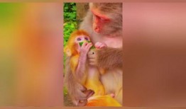 婴猴吃瓜,萌态可掬的童年时光