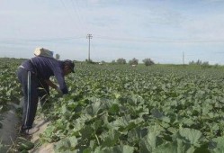 阿勒泰吃瓜视频最新