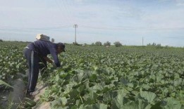 阿勒泰吃瓜视频最新