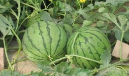 最新酒店吃瓜事件