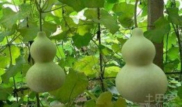梦见路边摘葫芦吃瓜