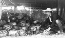 沂南吃瓜群众,揭秘当地独特饮食文化