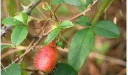 小金子吃瓜,揭秘娱乐圈幕后故事