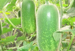 吃老方瓜减肥吗,揭秘瓜类减肥新潮流