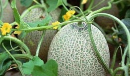 吃瓜放白糖吃有营养吗