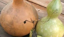 吃的葫芦瓜几种,多样烹饪，尽享田园风味