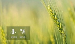 小满吃瓜最新视频,揭秘瓜界风云，笑料连连