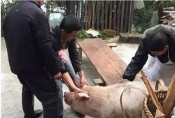 杀猪吃瓜,揭秘农村生活的酸甜苦辣