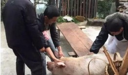 杀猪吃瓜,揭秘农村生活的酸甜苦辣