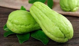 兰瓜破土多久可以吃,揭秘成熟时间与品尝佳期