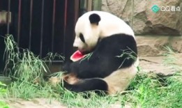 吃瓜群众胖了吗,吃瓜群众体重变化大揭秘