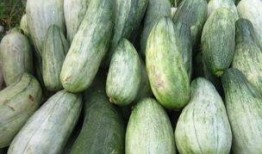 酥瓜孕妇可以吃吗,安全与营养两不误