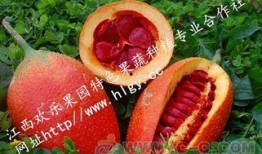 吃瓜天堂网站,网络热门事件背后的真相与趣味