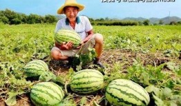 梦见路边摘葫芦吃瓜