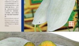 新疆丑瓜如何吃,新疆丑瓜的多彩食法探索