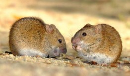 面瓜防鼠吃,有效抵御鼠害侵袭