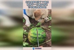 吃瓜被狗抢了,吃瓜被狗抢，一场意外的欢乐闹剧