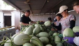 青海甜水井吃瓜,瓜果飘香，夏日避暑胜地探秘