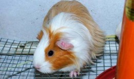 豚鼠可以吃熟瓜,熟瓜成为新宠