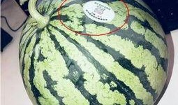 哪个网红吃瓜,一场娱乐圈的狂欢盛宴