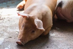 瓜牛怎么吃,轻松掌握美味瓜牛的烹饪技巧