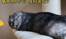 猫九吃瓜