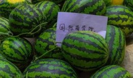 吃瓜怎么操作,轻松掌握吃瓜技巧，畅享夏日清凉